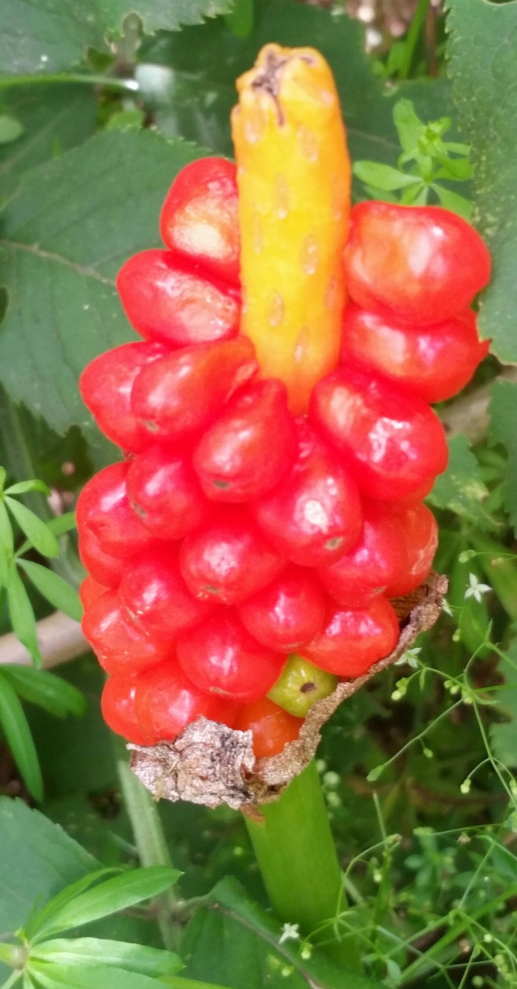 Arum italicum?